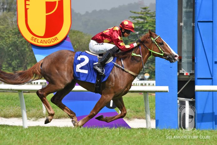 The Mareeba Mango is chasing a hat-trick of wins on Sunday.