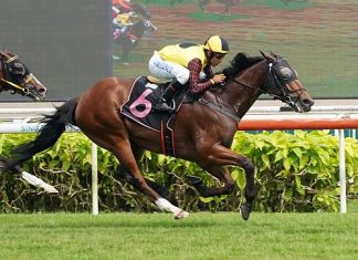 Top Field (Bruno Queiroz) seen here at his last-start win on 7 October.