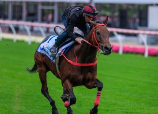 Romantic Warrior gallops at Moonee Valley.