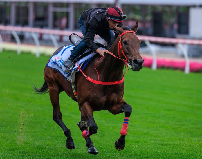 Romantic Warrior gallops at Moonee Valley.