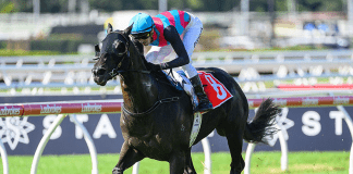 Tony Gollan remains optimistic about Antino's chances in Saturday's G1 Stradbroke Handicap at Eagle Farm despite an outside barrier.