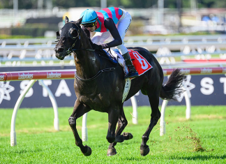 Tony Gollan remains optimistic about Antino's chances in Saturday's G1 Stradbroke Handicap at Eagle Farm despite an outside barrier.