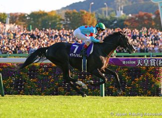 Superstar Equinox returns in the Group 1 Japan Cup at Tokyo on Sunday.