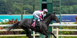 King Of Sixty-One is well relishes the longer races at Kranji.