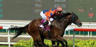 Relentless seen here sprinting past Lim's Kosciuszko (obscured) to win the Group 2 Stewards' Cup last year.