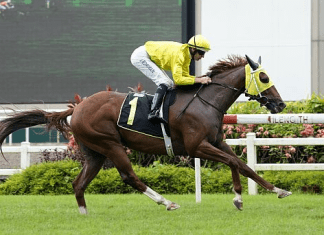 City Gold Star is a horse on the rise around Kranji.