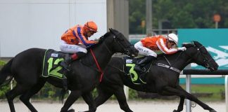 Pacific Emperor (inside) gets back to arguably what he does best when contesting the $100,000 Kranji Stakes A race on the Polytrack over 1100m on Saturday.