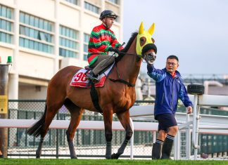 Russian Emperor heads to the starting gates ahead of his barrier trial.