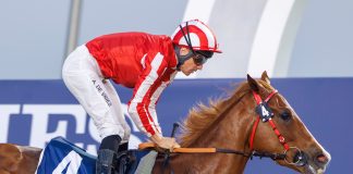 Manama Gold has been one of the stars of the Dubai season so far.