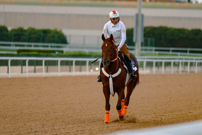 US Grade 2 winner Clapton aims for a G1 Dubai World Cup place on Emirates Super Saturday.