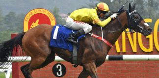 Shimi Go remains unbeaten in Malaysia.