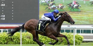 Cavalry seen here at his debut win in a Class 3 race on 8 July last year.at his debut win in a Class 3 race on 8 July last year.