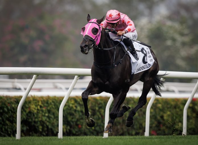 Chancheng Glory is a five-time winner in Hong Kong.