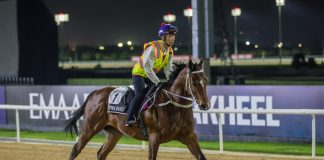 California Spangle exercising at Meydan Racecourse.