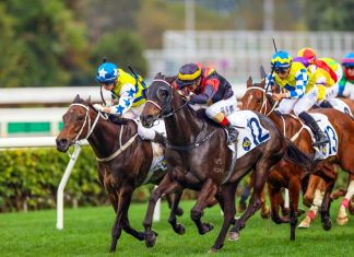 Sha Tin Racing Action