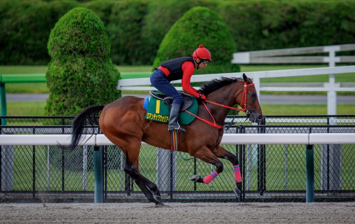 Romantic Warrior works at Tokyo Racecourse.