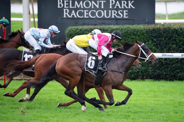 Luvnwar is the one to beat in the Belmont Guineas.