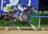 THEGREATCOLLECTION (horse) at Meydan Racecourse, Dubai (Credit: Dubai Racing Club)