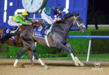 THEGREATCOLLECTION (horse) at Meydan Racecourse, Dubai (Credit: Dubai Racing Club)