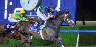 THEGREATCOLLECTION (horse) at Meydan Racecourse, Dubai (Credit: Dubai Racing Club)