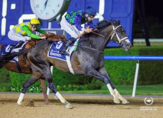 THEGREATCOLLECTION (horse) at Meydan Racecourse, Dubai (Credit: Dubai Racing Club)