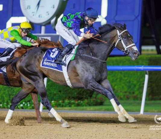 THEGREATCOLLECTION (horse) at Meydan Racecourse, Dubai (Credit: Dubai Racing Club)